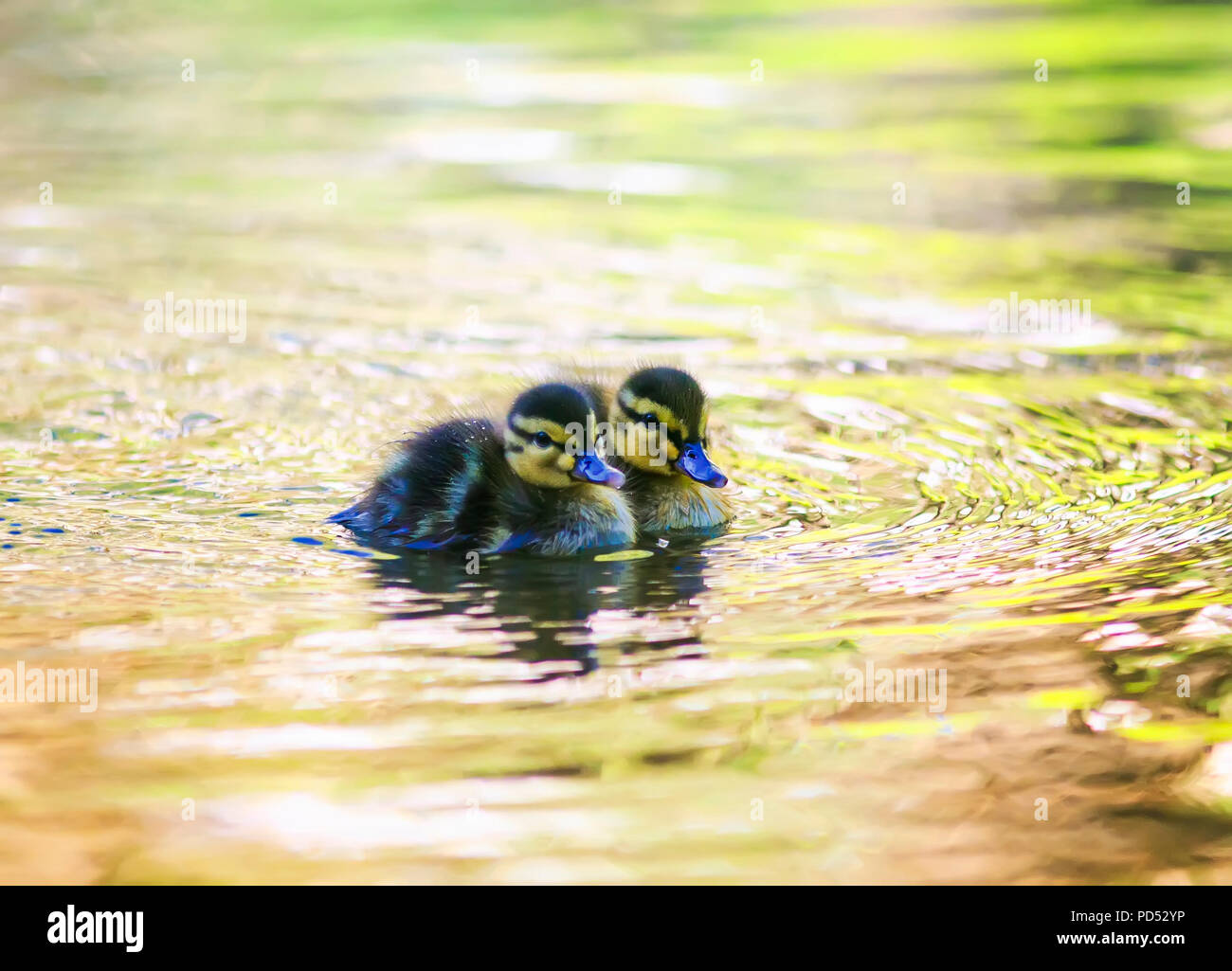 Un couple de petit canard nager dans l