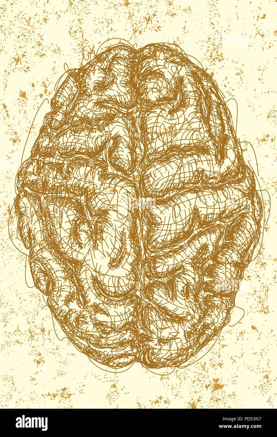 Cerveau . Un croquis de la vue de dessus d'un cerveau sur un fond abstrait. Illustration de Vecteur