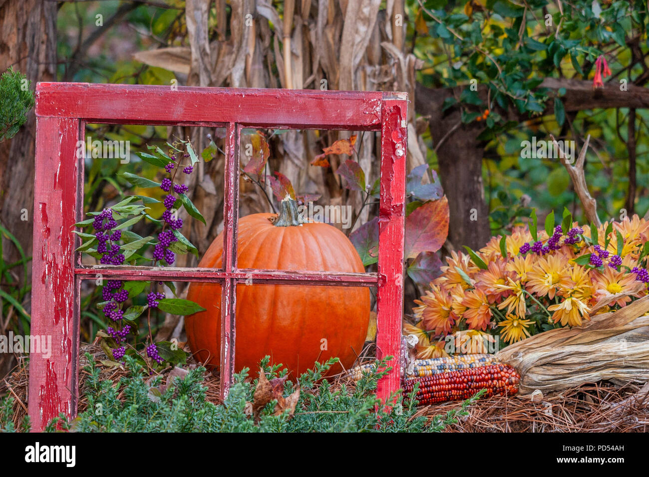 Jardin d'automne au potiron avec scène Gary Carter's Bird Stores dans Mcleansville (Caroline du Nord) en novembre. Banque D'Images