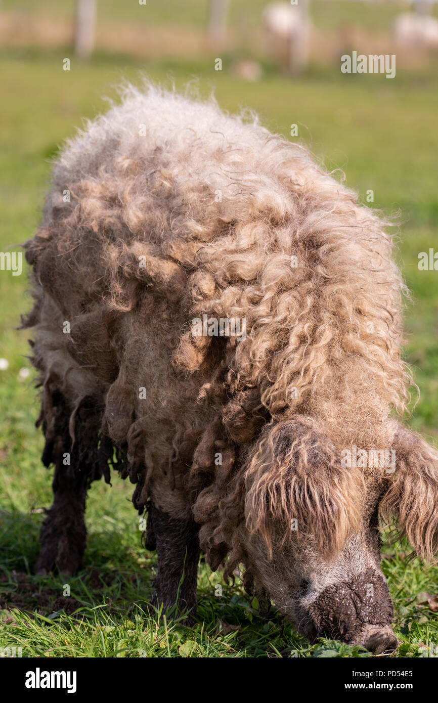 Un cochon Mouton Hongrois Banque D'Images