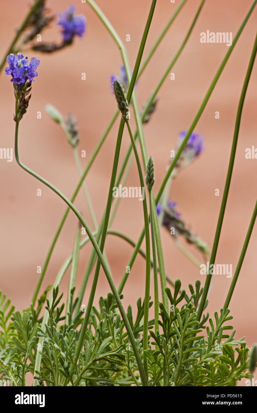 Plantes et fleurs de lavande Fernleaf Banque D'Images