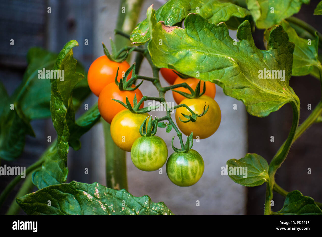 Or soleil tomates cerise à différents stades de maturité sur la vigne. Cette variété de tomate (Solanum lycopersicum) produit des fruits jaune-orange. Banque D'Images