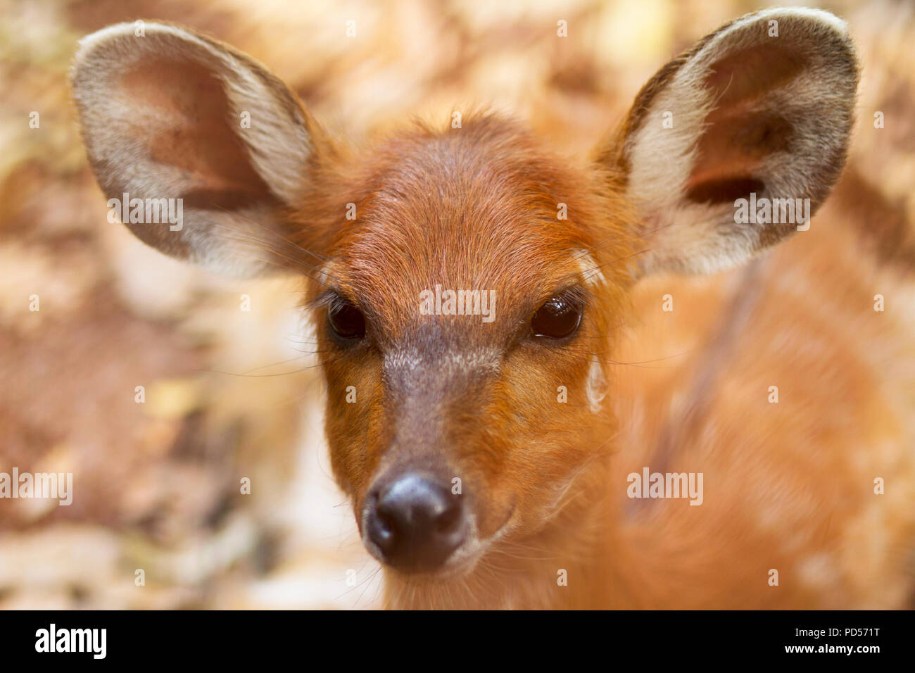 Cute sitatunga Banque D'Images
