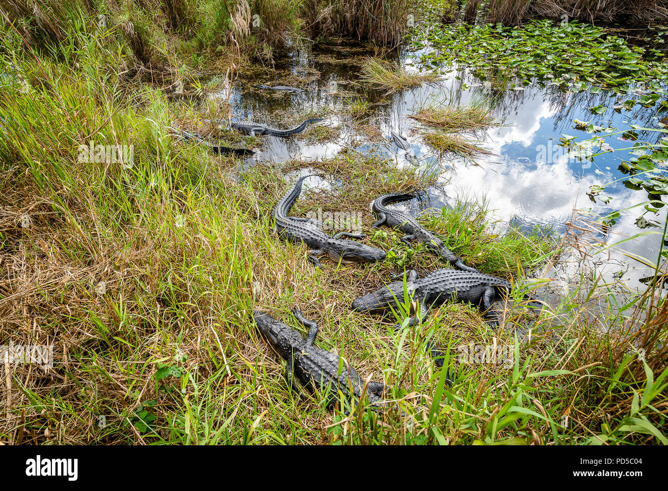 Le Parc National des Everglades Banque D'Images