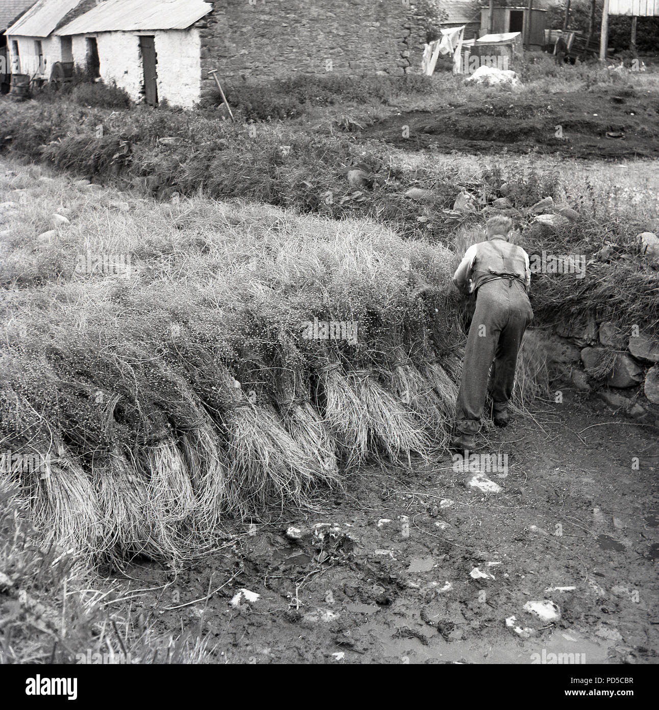 Années 1950, l'ouvrier masculin stacking des grappes de plante de lin linum usitatissimum ou dans un champ pour le rouissage, le processus de l'Irlande du Nord. Le lin est fabriqué à partir de fibres de cellulose qui se développent à l'intérieur de la plante et ses tiges de la production a été une industrie clé en Irlande du Nord à cette époque. Banque D'Images