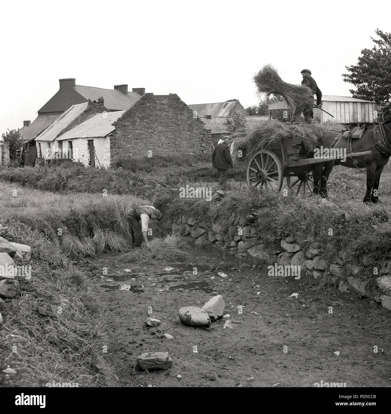Années 1950, vis de grappes de la plante de lin d'un cheval et le chariot dans un champ pour le proces de rouissage, Irlande du Nord. Banque D'Images