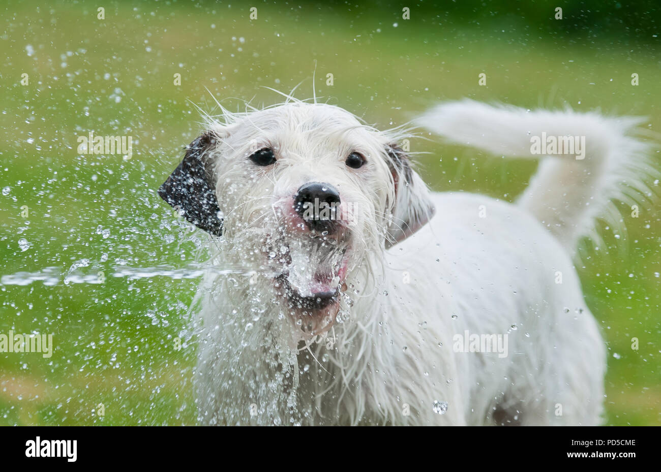 Jack Russell Terrier dog captures avec sa bouche ouverte d'un jet d'eau d'un tuyau de jardin et des boissons l'eau douce sur une chaude journée d'été Banque D'Images