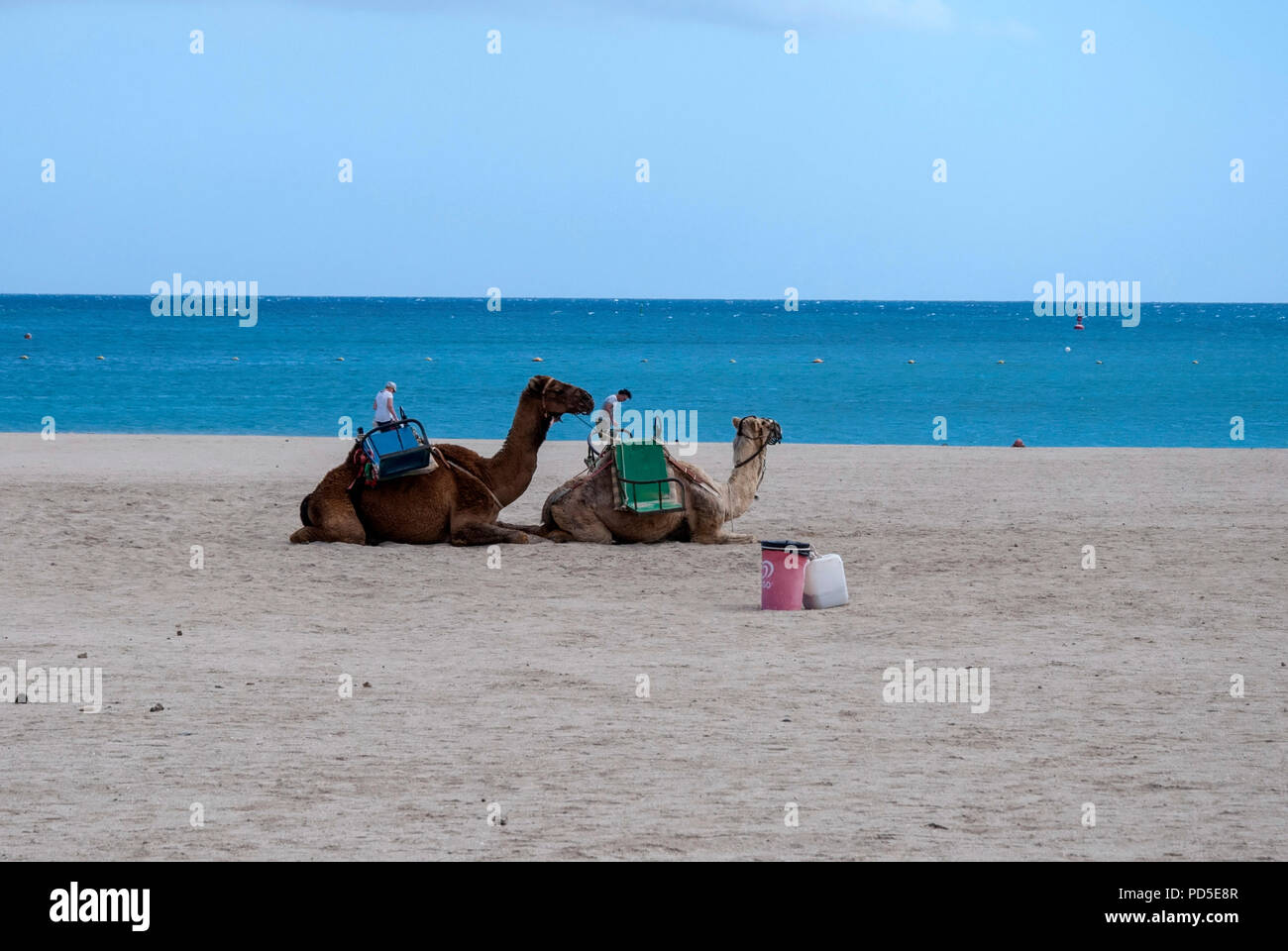 Deux mille chameaux dromadaire sur la plage Caleta de Fuste paire de feux domestiques d'un brun foncé dromadaire chameau bosse située au repos assis Banque D'Images