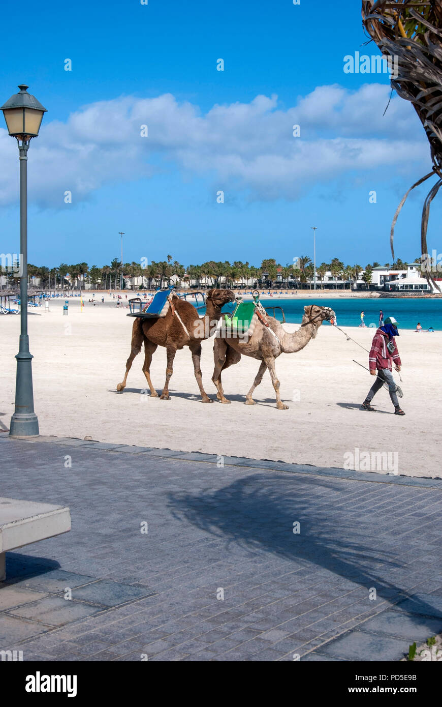 L'homme conduisant deux mille chameaux sur une plage de sable fin homme camel handler menant deux Arabian light dromadaire chameau brun foncé à travers Randonnées plage sable w Banque D'Images