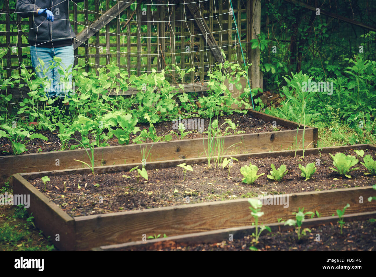 Jardin arrière avec le fermier Banque D'Images