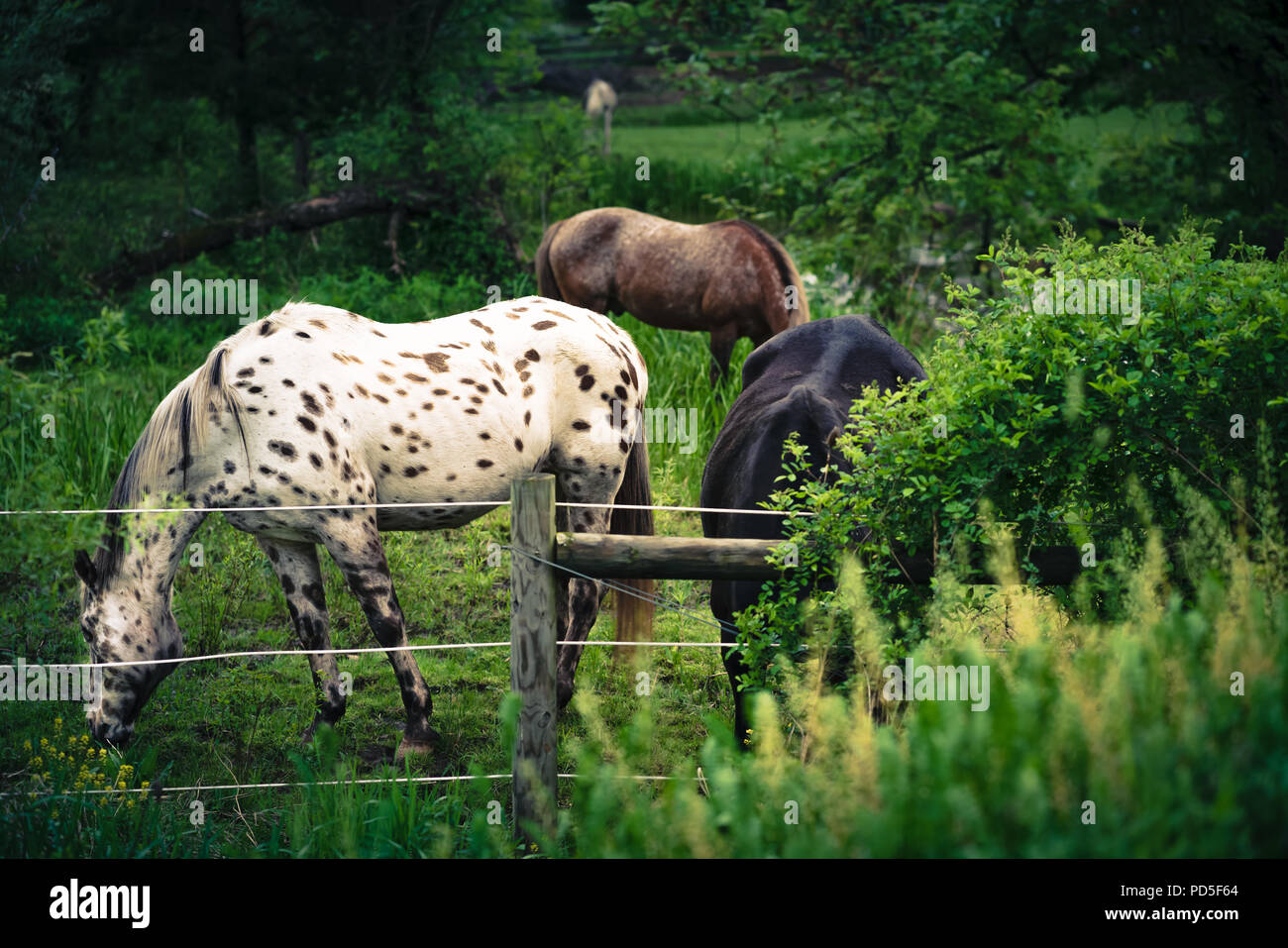 Spotted Horse trio boire par le lit de la rivière. Banque D'Images