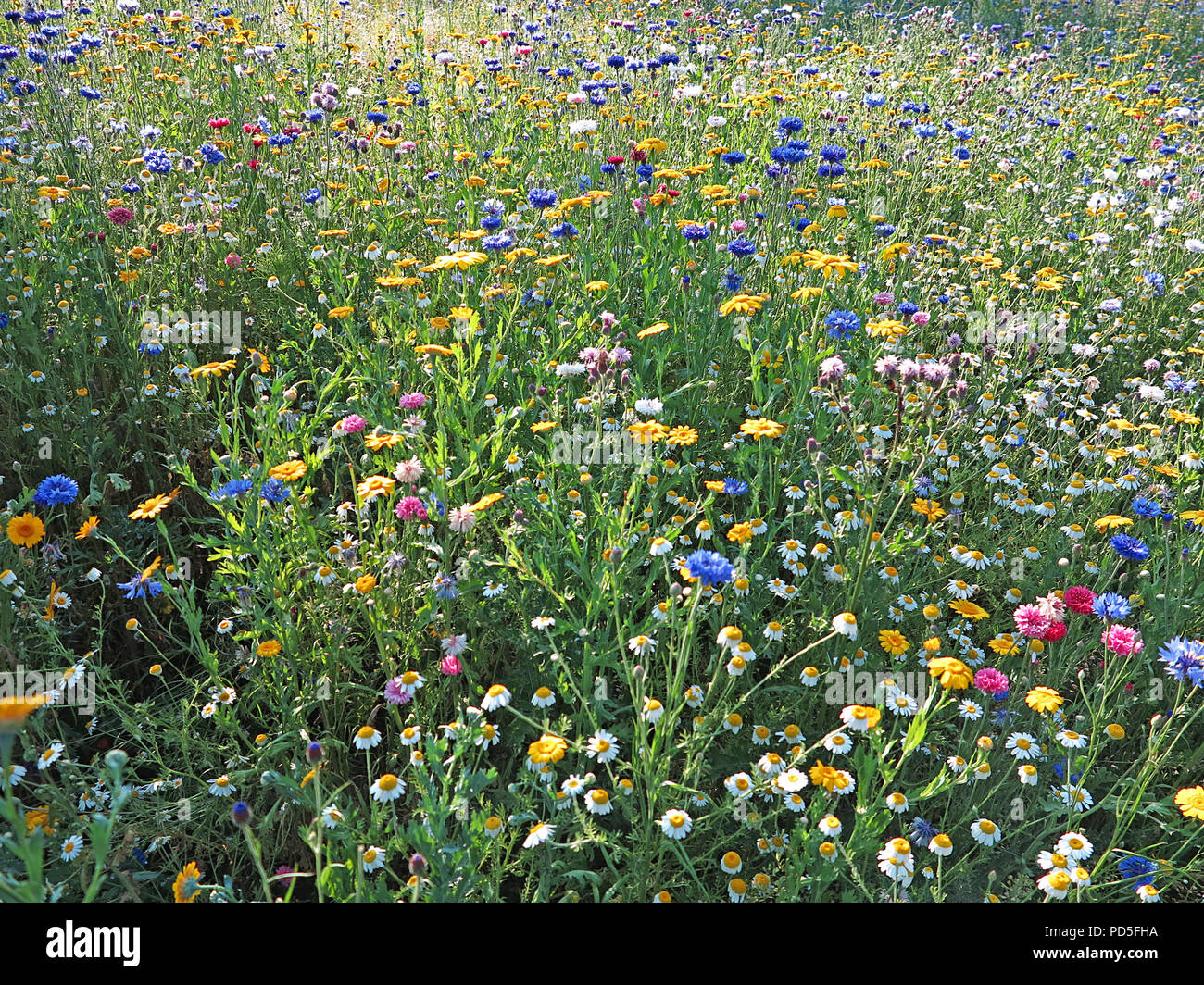 Wild Flower meadow Banque D'Images