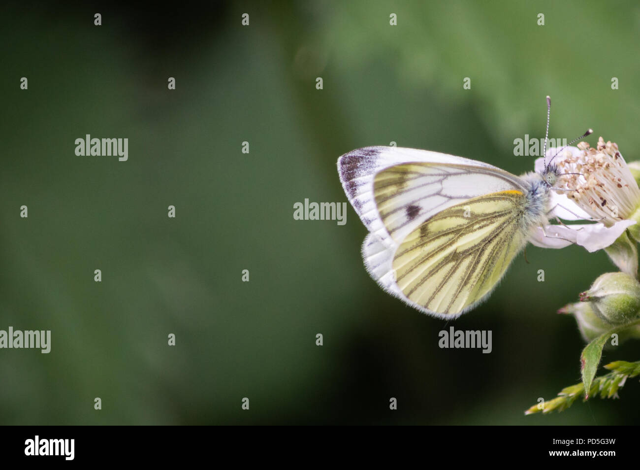 Blanc veiné vert alimentation papillon avec l'espace pour le texte Banque D'Images