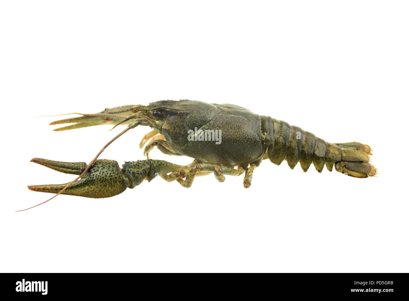 Les écrevisses sur fond blanc isolé Banque D'Images