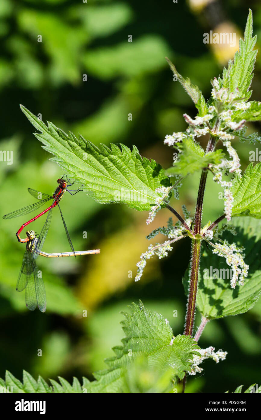 Petite Demoiselle rouge pendaison Tandem sur feuille d'Ortie Edge. Le mâle rouge avec le thorax en tandem avec la femelle avec thorax noir/bronze. Banque D'Images