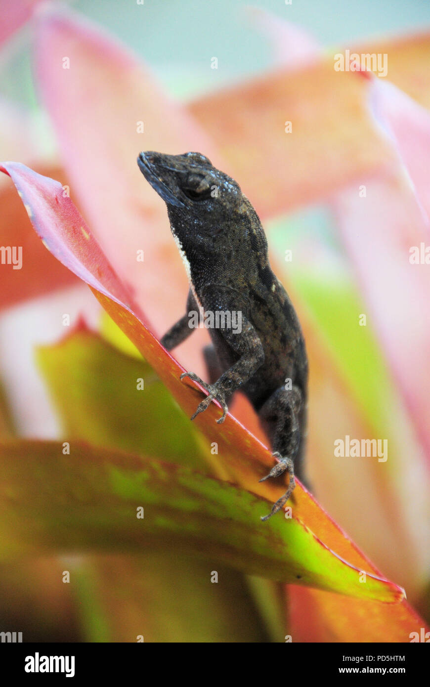Un type de Gecko sur le rouge et vert feuilles d'une plante dans un jardin tropical, sur l'île de Kauai, Hawaii Banque D'Images