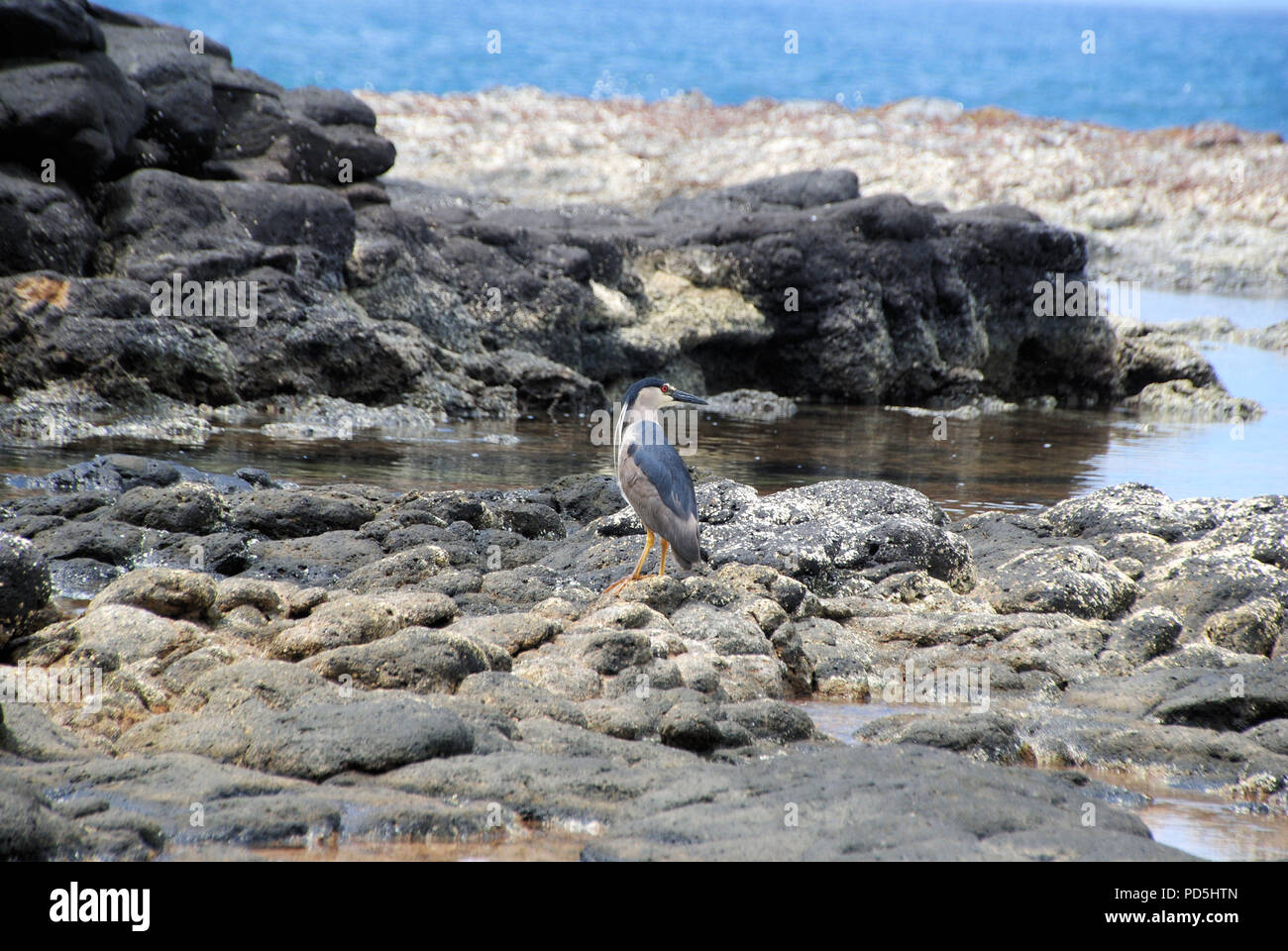Un inconnu le bleu foncé, gris et blanc avec les yeux rouges d'oiseaux sauvages d'Hawaï, capturés en secret Beach, Kauai, Hawaii Banque D'Images