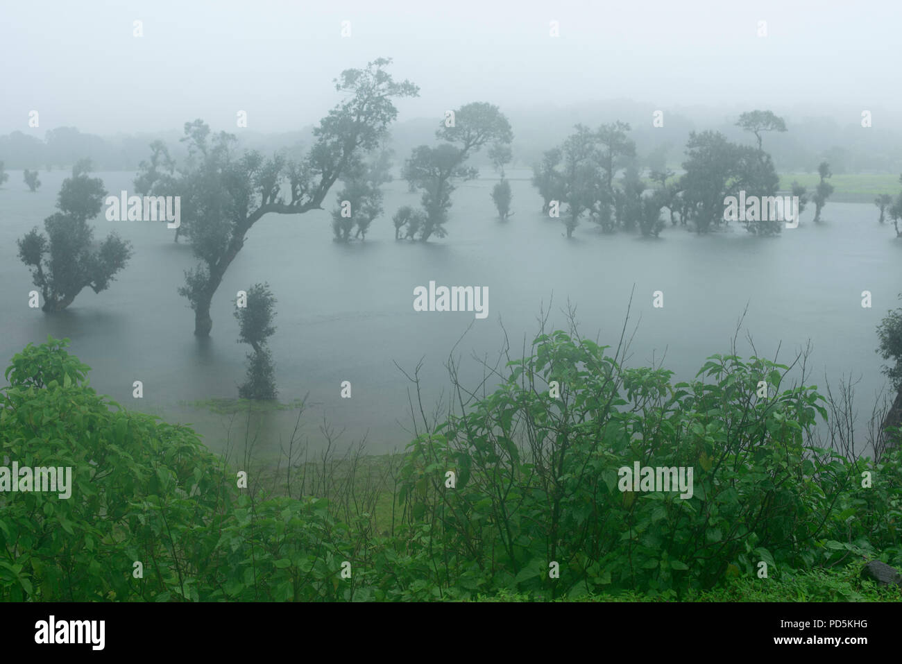 Un certain nombre de forme peu les arbres croissant du lac eaux avec d'énormes un épais brouillard dans la haute saison des moussons en Asie Inde Maharashtra bhandardara Banque D'Images