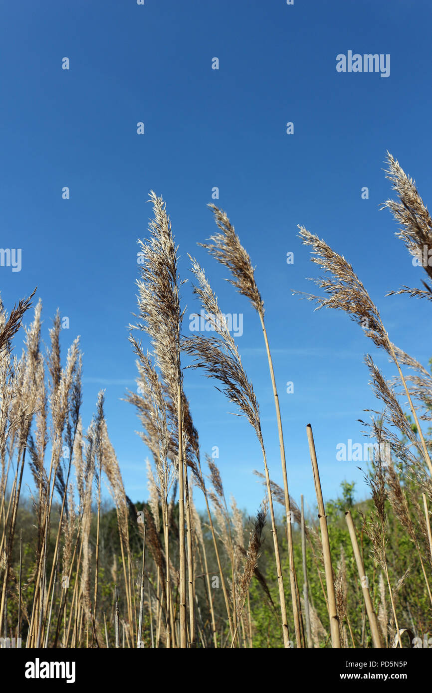 Roseaux communs avec un ciel bleu derrière Banque D'Images