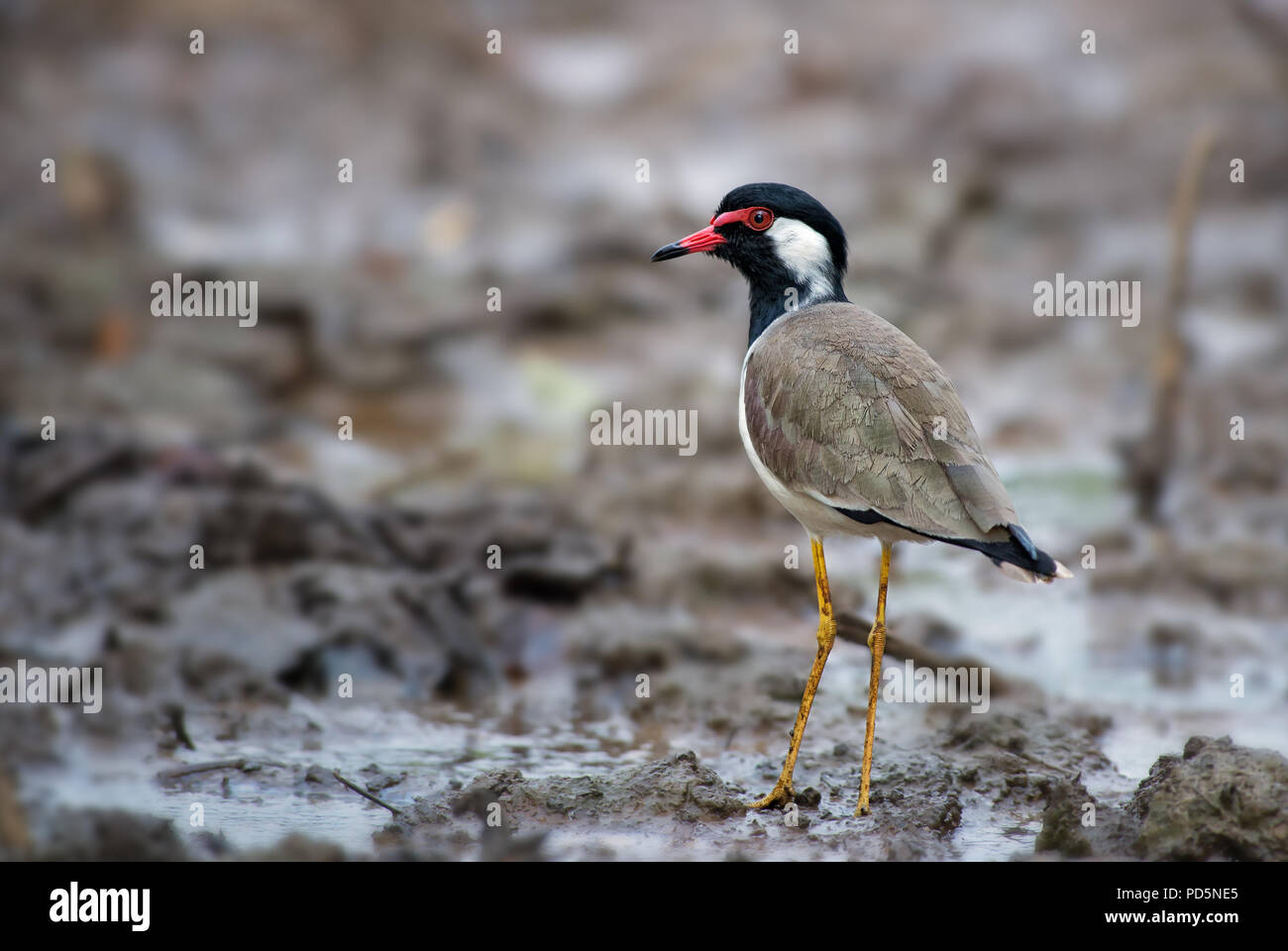 Red-réorganisation sociable - Vanellus indicus, grand pluvier asiatique couleur de marais et les eaux intérieures. Banque D'Images