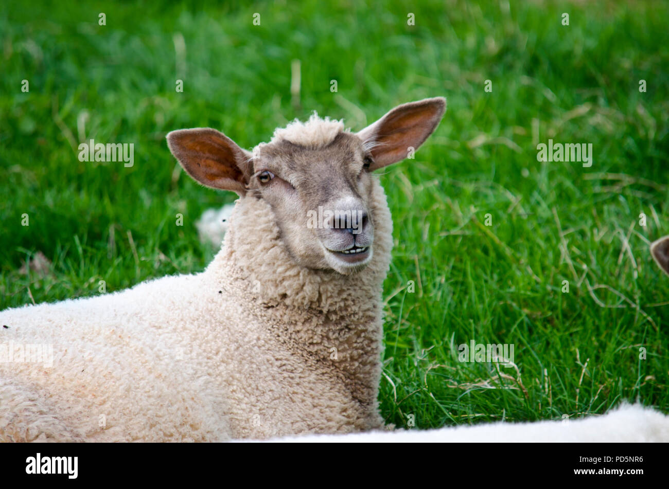 Mouton Qui Rit Banque D Image Et Photos Alamy Mouton Qui Rit Banque D Image Et Photos Alamy