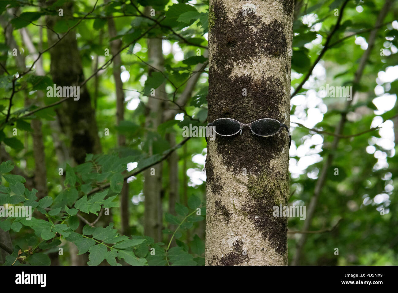 Une paire de lunettes sur le tronc d'un arbre qui ressemble à un visage Banque D'Images