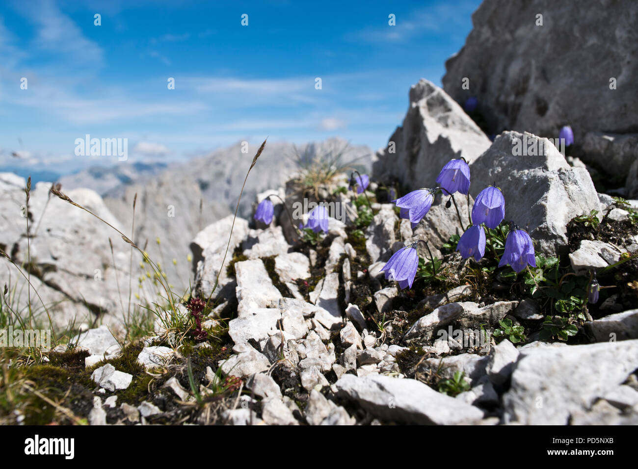 Campanula fleurs dans une crevasse rocheuse dans les Alpes autrichiennes, au-dessus d'Innsbruck Banque D'Images