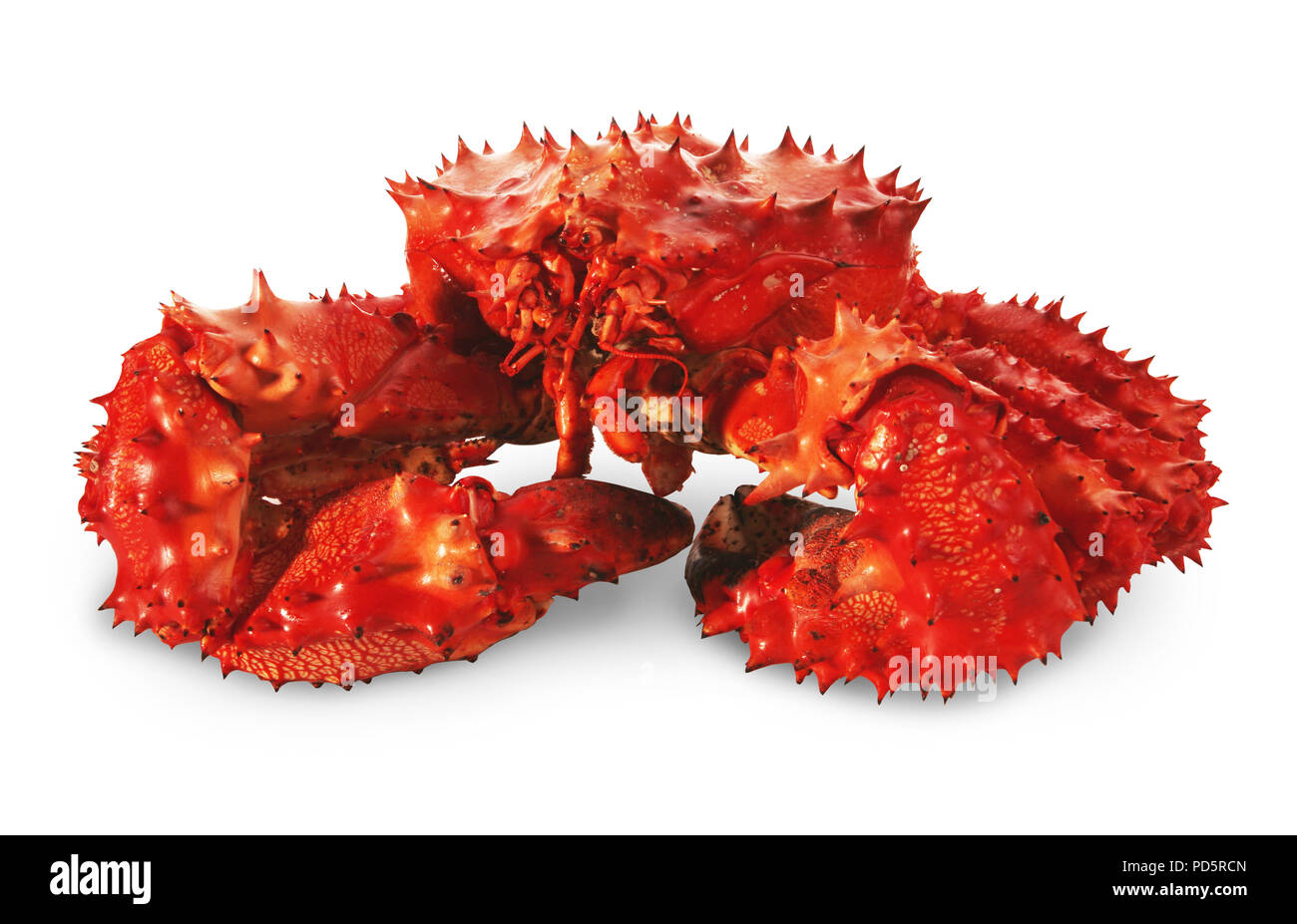 Gros crabe Kamchatka isolé sur fond blanc Banque D'Images