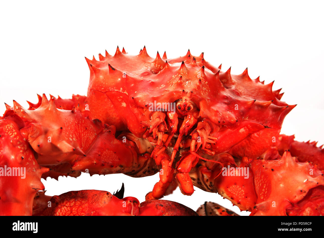 Gros crabe Kamchatka isolé sur fond blanc Banque D'Images