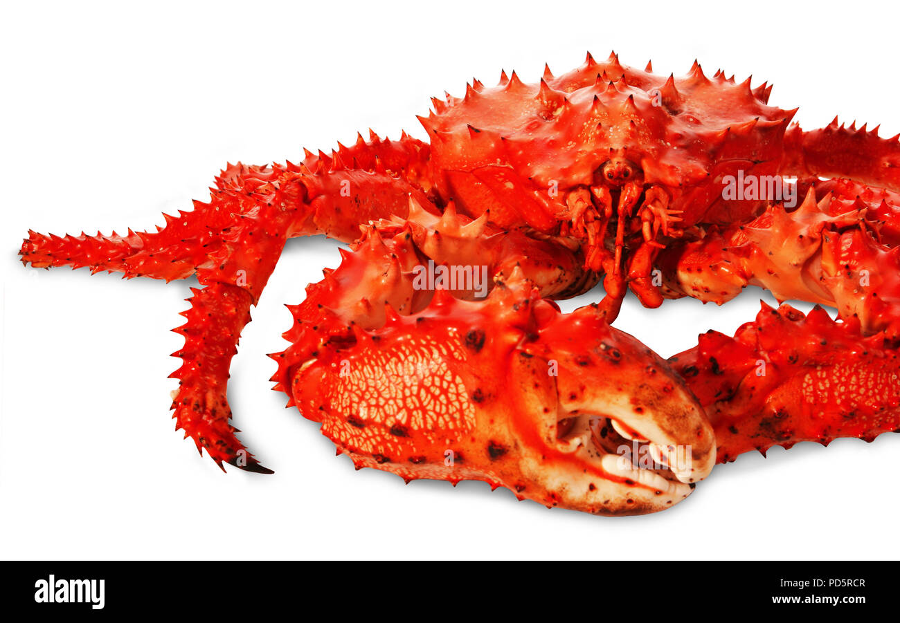 Gros crabe Kamchatka isolé sur fond blanc Banque D'Images