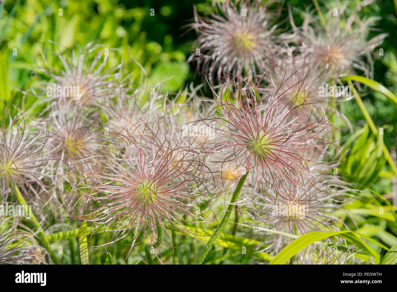 Gros plan d'Eryngium Zabelii, Big Blue blossom à Denver Botanic Gardens, Californie Banque D'Images