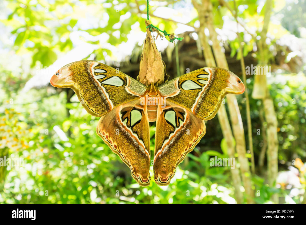 César, espèce d'Attacus énorme papillon dans la famille des Saturniidae, Bohol, Philippines Banque D'Images