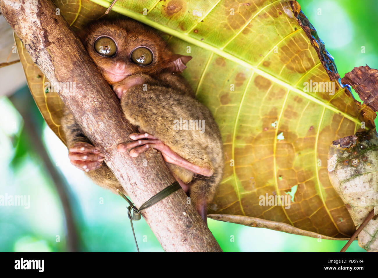 Séance Tarsier mignon avec de grands yeux sur une branche à Bohol, Philippines, Asie Banque D'Images