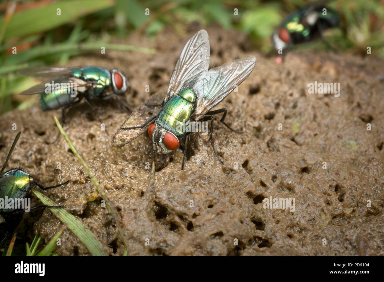 Bouteille verte mouches attirées à fox feaces. Banque D'Images
