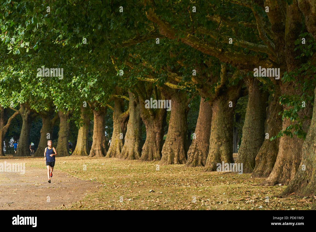Jogger et rangée d'arbres dans le parc Victoria, East London UK, au cours de la canicule de 2018, au début du mois d'août Banque D'Images