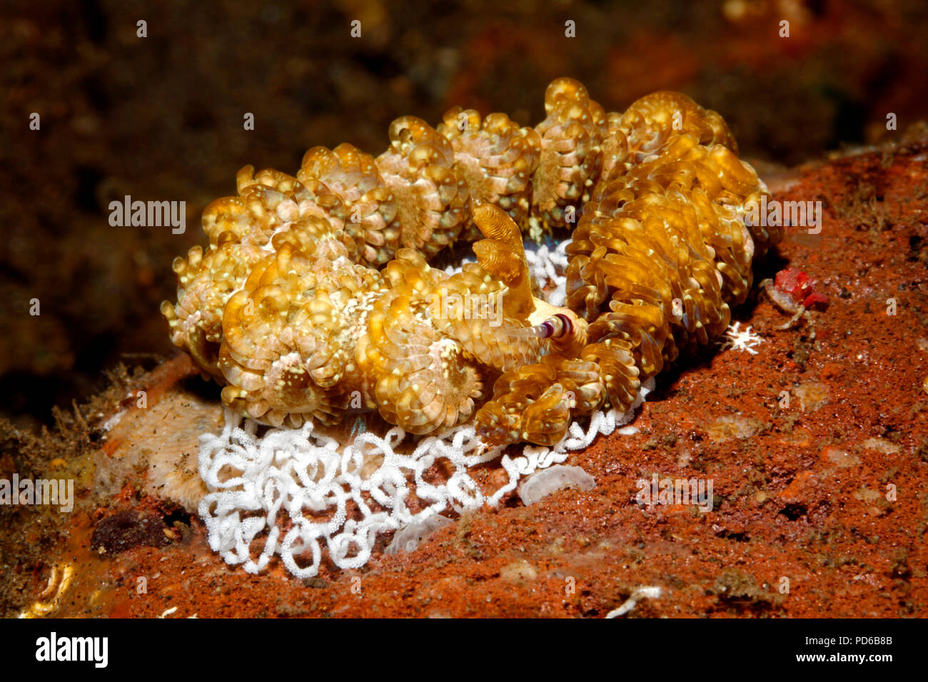 Nudibranche Dragon bleu, Pteraeolidia semperi complexe, portant le ruban d'oeufs. Pteraeolidia ianthina comme décrit précédemment. Tulamben, Bali, Indonésie. Bal Banque D'Images