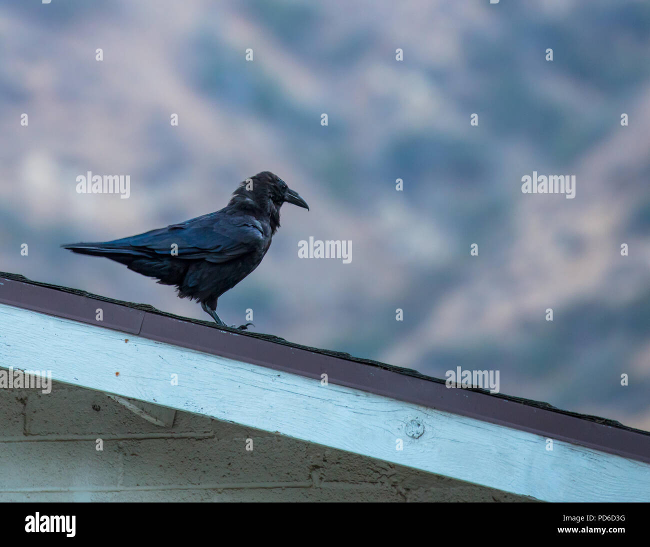 Crow sur un toit Banque D'Images