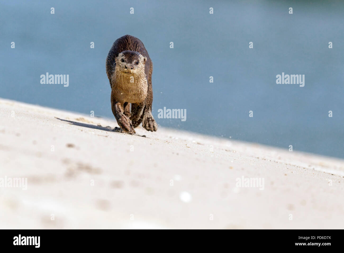 Enduit lisse approches Otter photographe sur plage, Singapour Banque D'Images