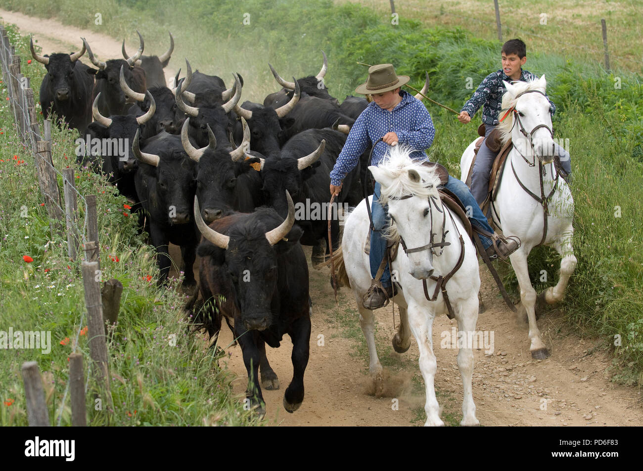 20+ Photos De Gardians Camargue Photos, taleaux et images libre de