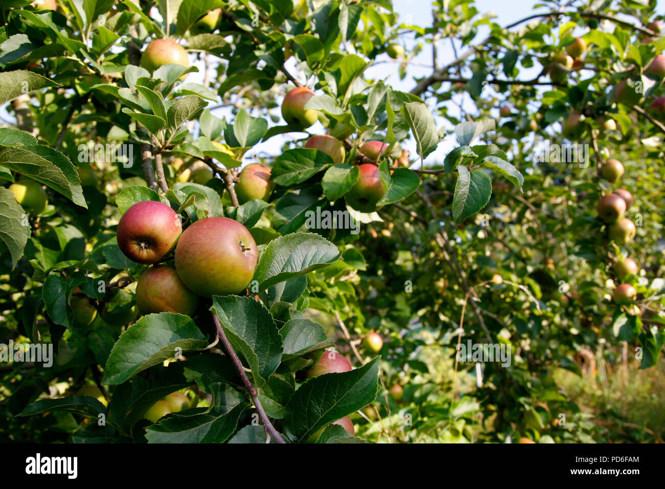 De plus en plus de pommes sur les pommiers en été Banque D'Images