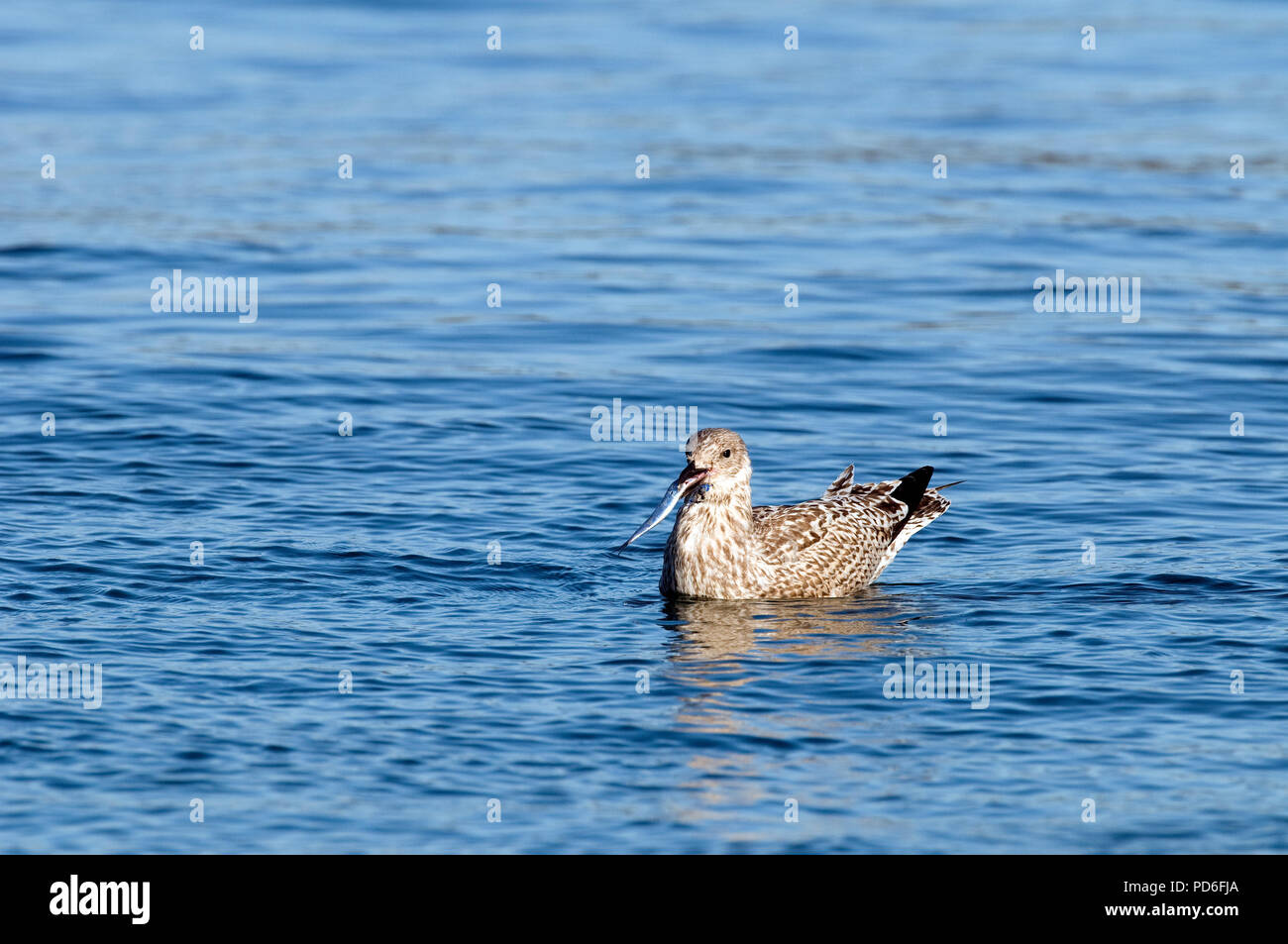 Goéland argenté - manger du poisson avec des poissons-crochet - Larus argentatus Goéland argenté - mangeant un poisson avec de hameçon Banque D'Images