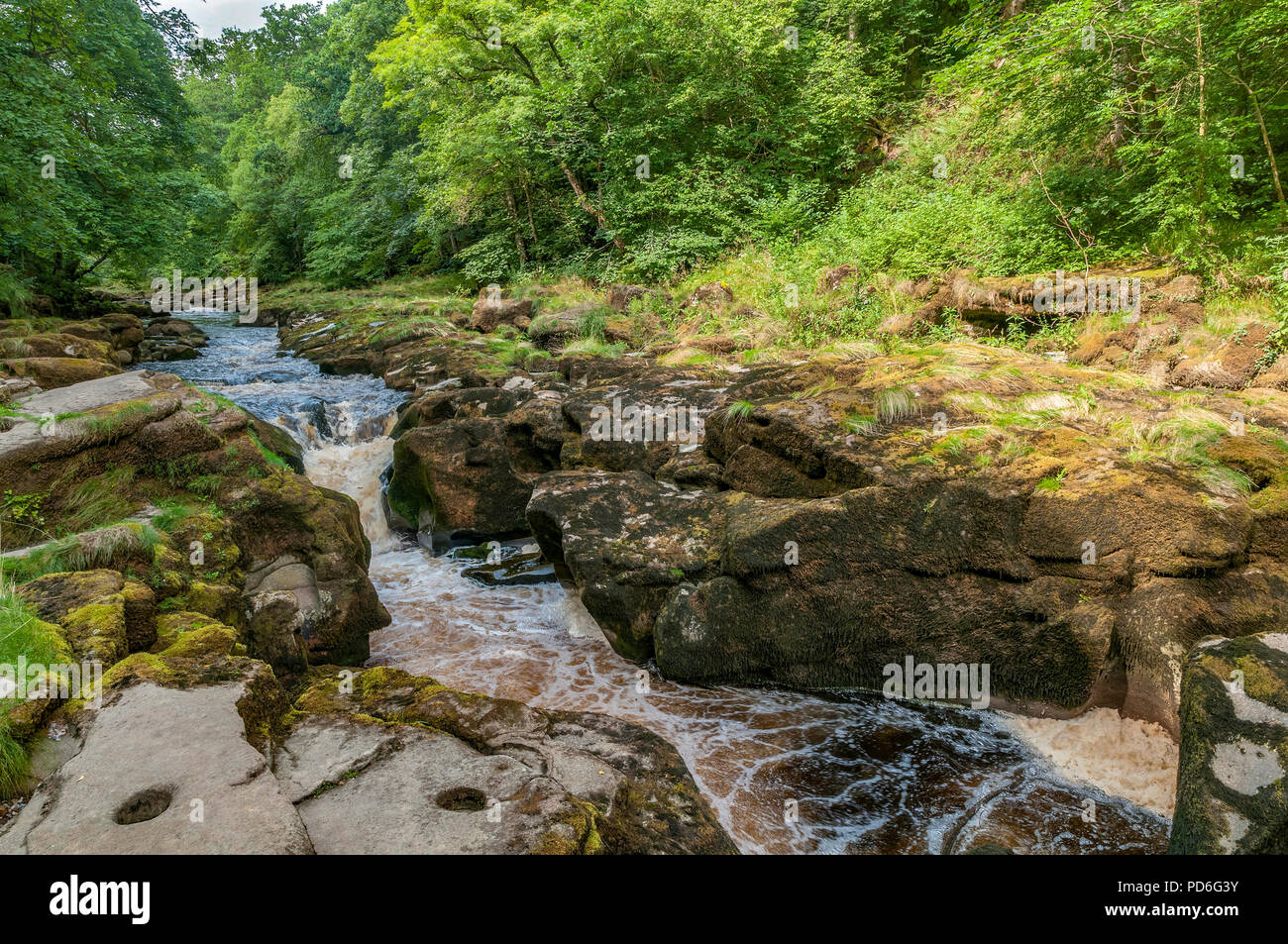 Bolton Abbey. West Yorkshire. River Wharfe. Cascade de la SRCFA. Bois de la SRCFA. Banque D'Images