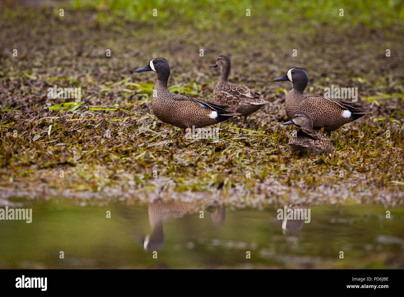 Les Sarcelles à ailes bleues, Anas discors, au bord du lac de Gatun lake, République du Panama. Banque D'Images