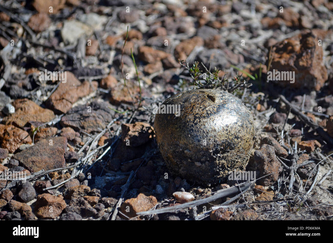 Champignon de fumier de cheval Banque de photographies et d’images à — free download