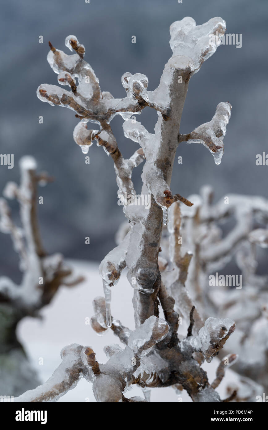 Les branches d'arbres recouvertes de glace après la pluie verglaçante Banque D'Images