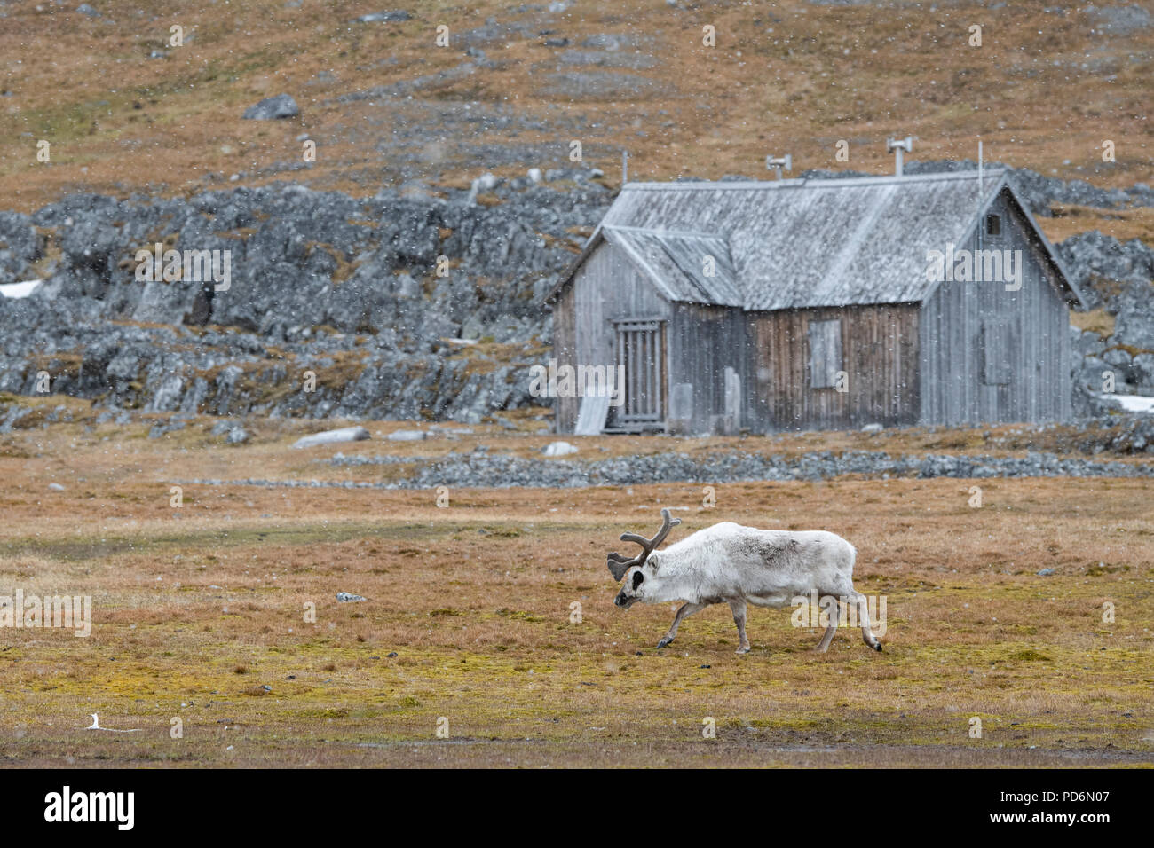La Norvège, Svalbard, Spitzberg. Renne du Svalbard (Rangifer tarandus platyrhynchus) dans la neige en face de l'ancienne cabine d'extraction. Banque D'Images