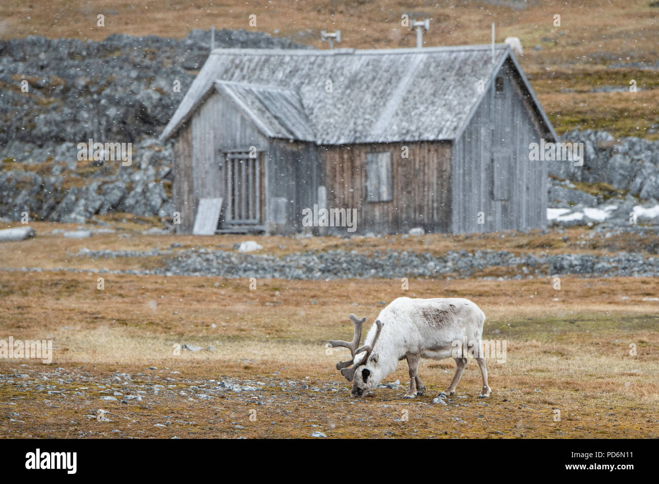 La Norvège, Svalbard, Spitzberg. Renne du Svalbard (Rangifer tarandus platyrhynchus) dans la neige en face de l'ancienne cabine d'extraction. Banque D'Images