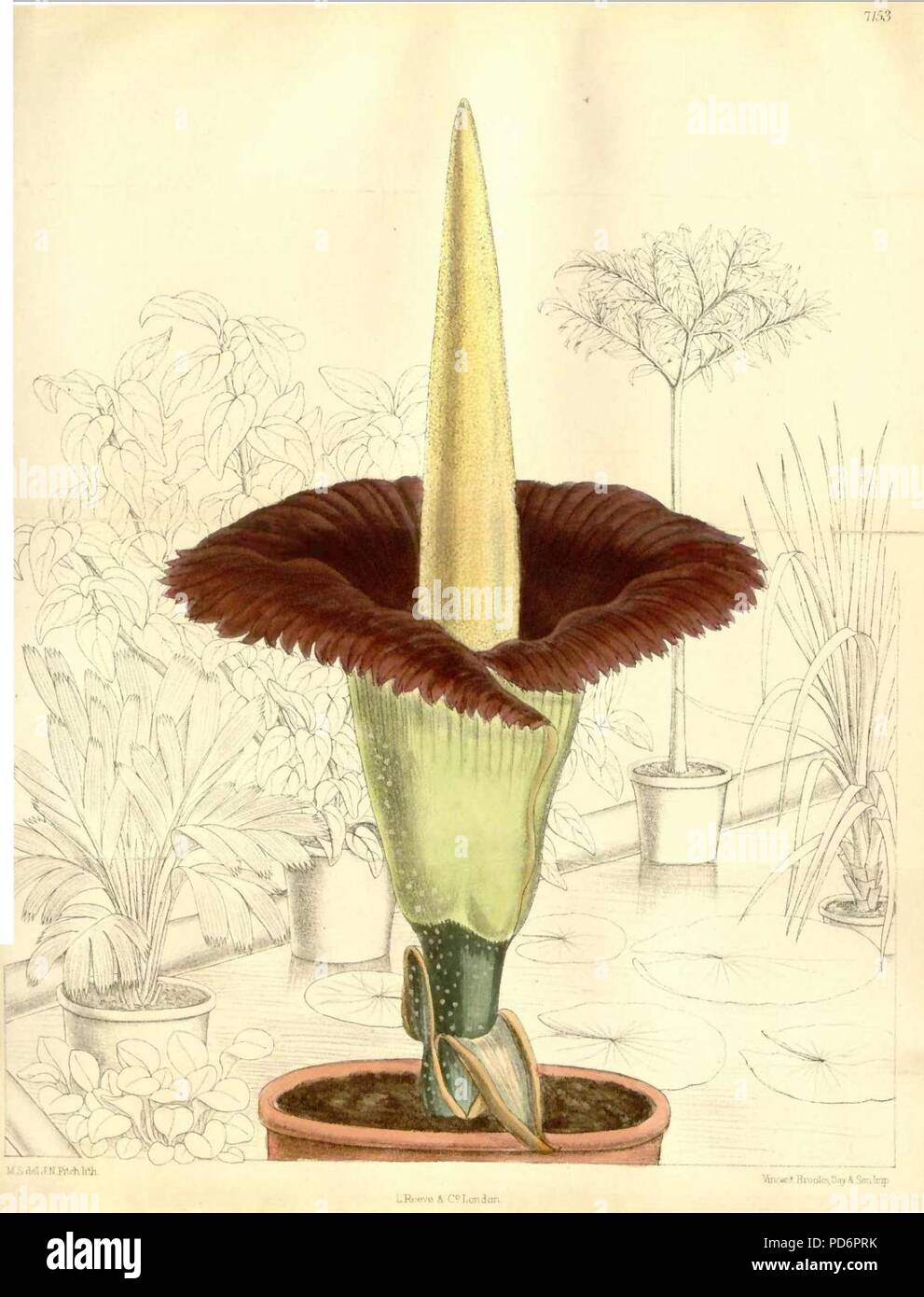 Amorphophallus titanum Matilda (Smith). Banque D'Images