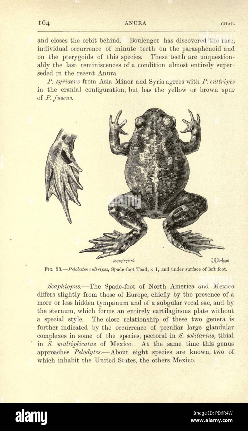 Amphibiens et reptiles (page 164, fig. 33) Banque D'Images