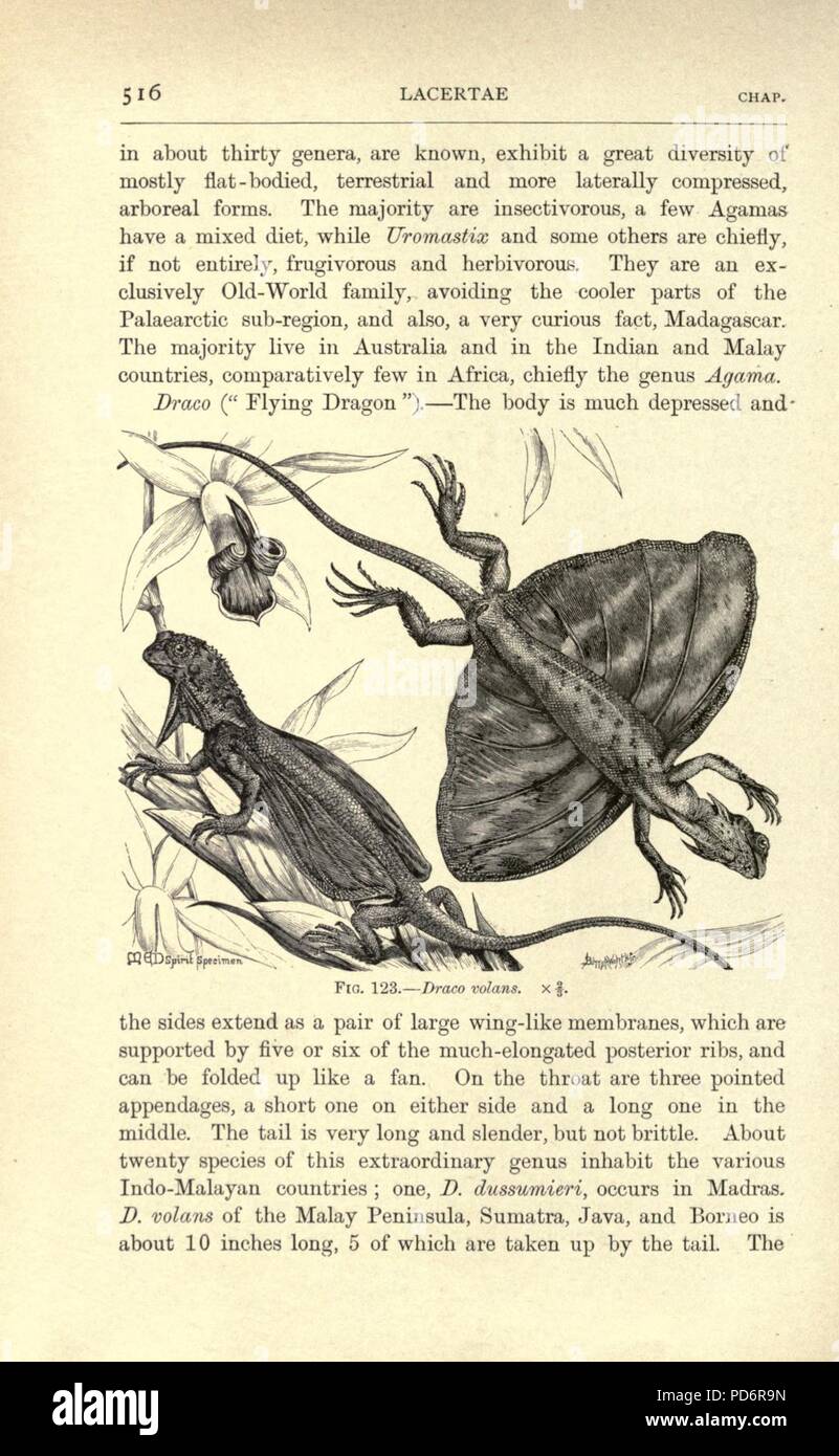 Reptiles et amphibiens (page 516, fig. 123) Banque D'Images
